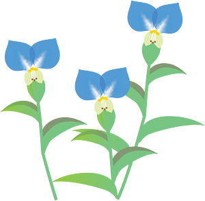 Asiatic Dayflower