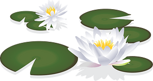 Water Liliy Flower