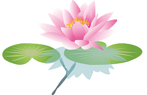 Water Liliy Flower