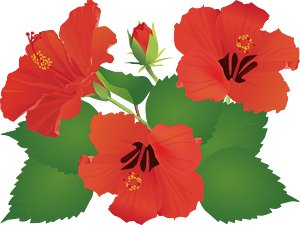 Hibiscus Flower