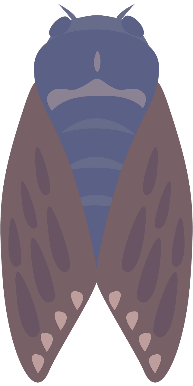 Large Brown Cicada