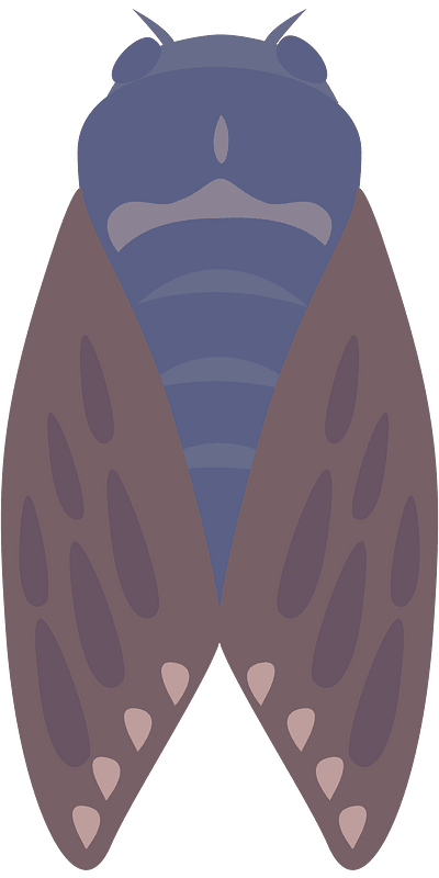 Large Brown Cicada