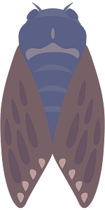 Large Brown Cicada
