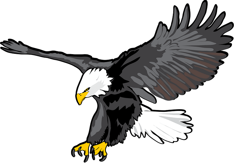 Bald Eagle Bird