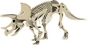 Triceratops Dinosaur Bone