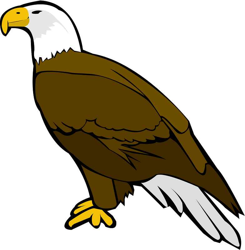 Bald Eagle Bird