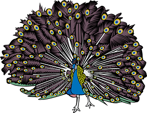 Peacock Bird