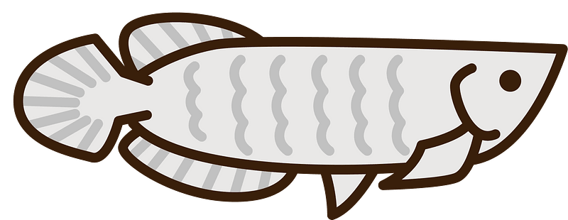 Arowana Freshwater Bony Fish