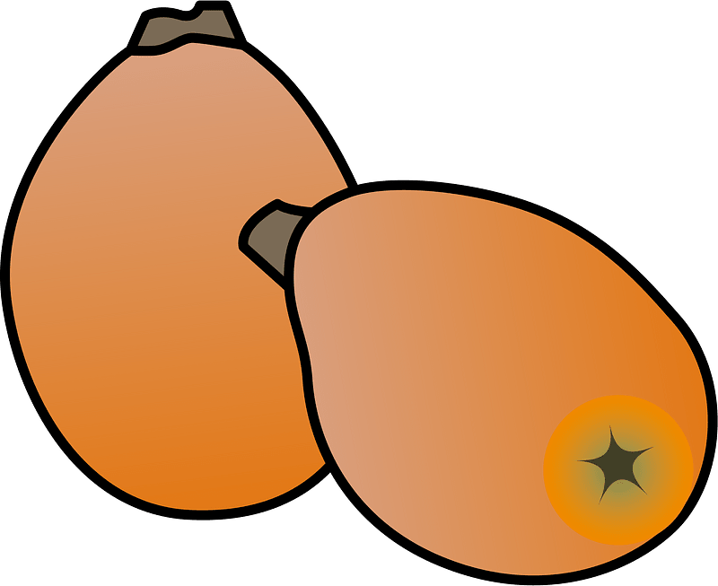 Loquat