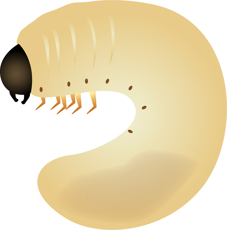 Beetle Larvae Insect