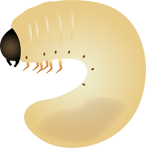 Beetle Larvae Insect