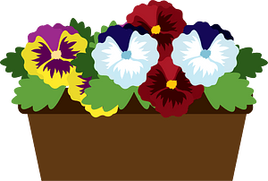 Pansy Flower