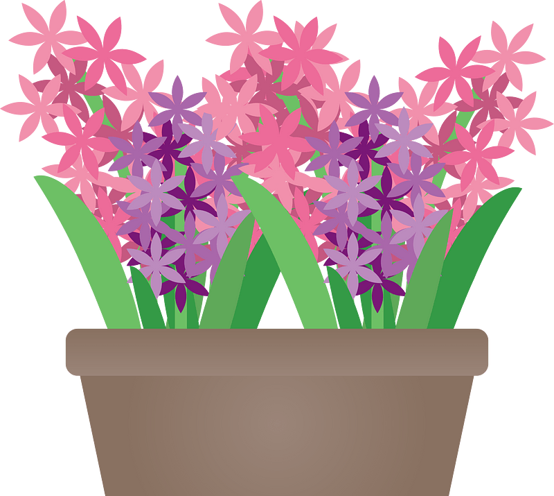 Hyacinth Garden Flower