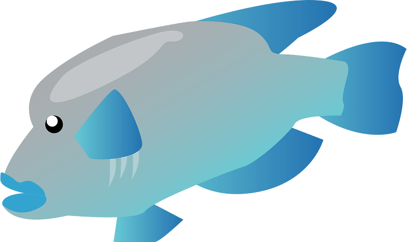Knobsnout Parrotfish