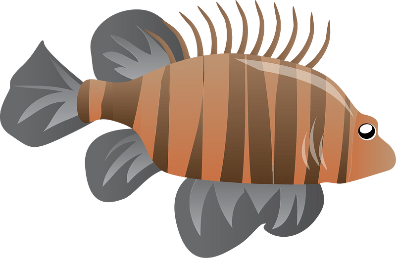 False Kelpfish (Japanese Sea Ruffe)