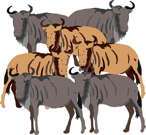 Wildebeest Gnu