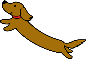 Dachshund