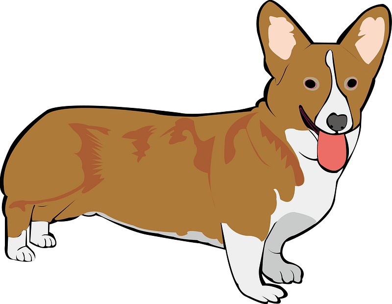 Pembroke Welsh Corgi Dog