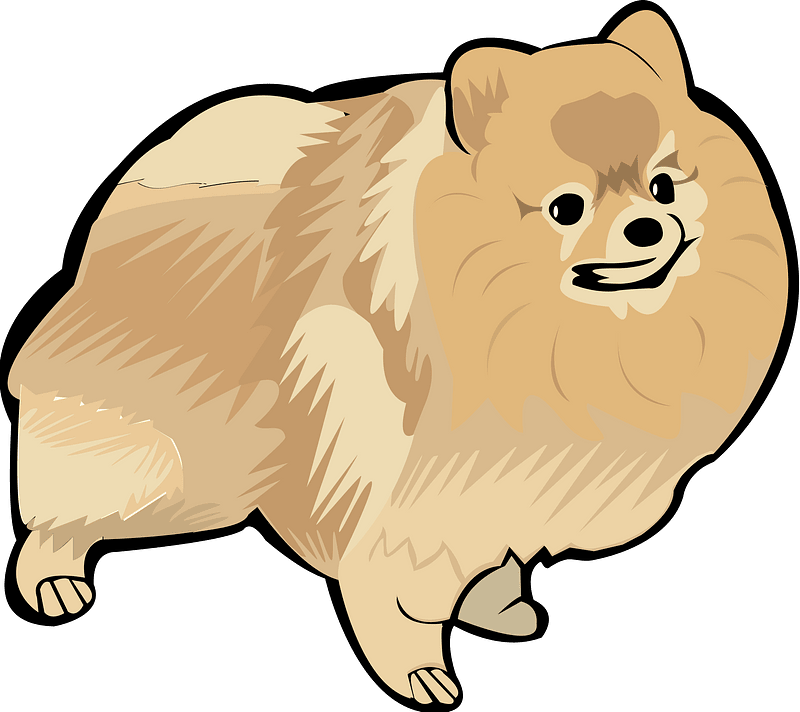 Pomeranian Dog