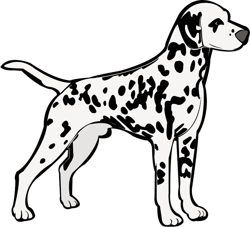 Dalmatian Dog