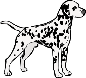 Dalmatian Dog