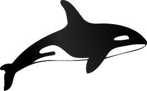 Killer Whale Orca