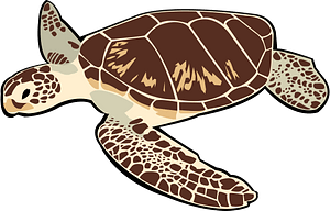 Sea Turtle