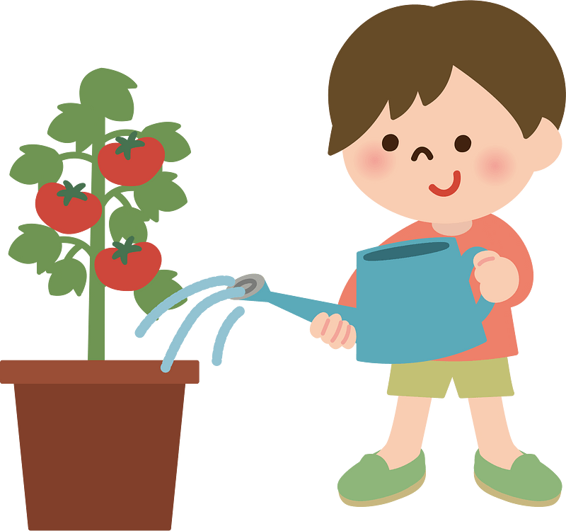 Boy Waters Tomato Plant