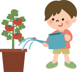 Boy Waters Tomato Plant