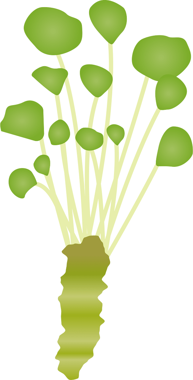Japanese Horseradish