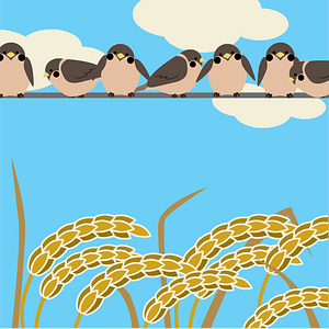 Java Sparrow (Rice Bird)
