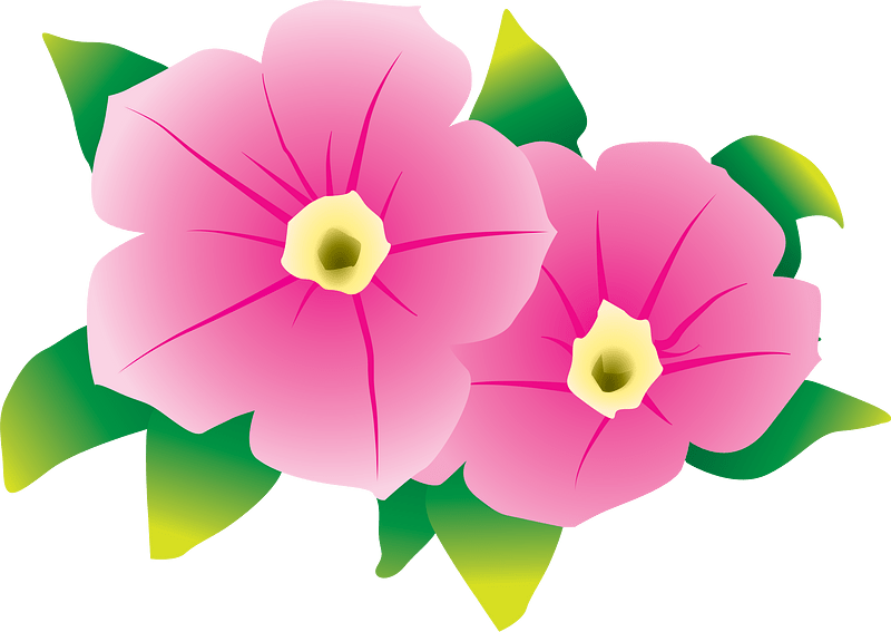 Petunia Flower