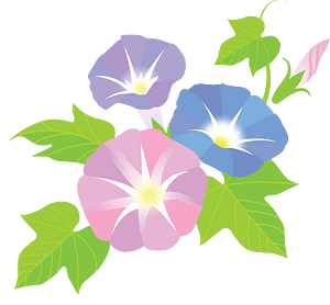 Morning Glory Flower