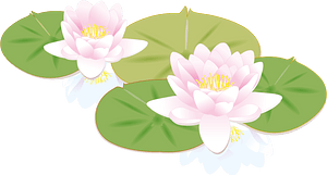 Water Liliy Flower