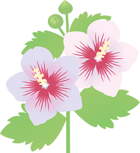 Hibiscus Syriacus Flower