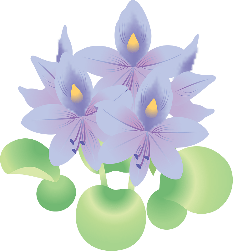 Common Water Hyacinth Flower