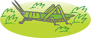 Oriental Longheaded Grasshopper