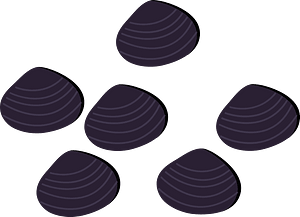 Corbiculidae Basket Clam