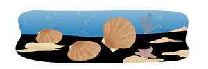 Yesso Scallop Shellfish