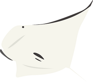 Giant Oceanic Manta Ray