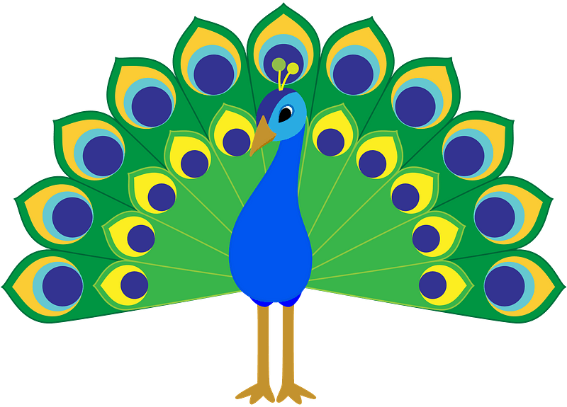 Peacock - Free vector clipart images on creazilla.com