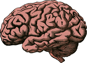 Human brain
