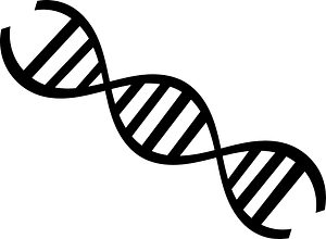 DNA strand