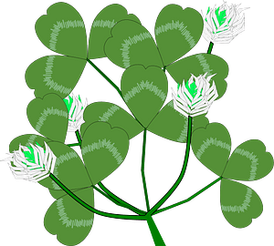 White Clover