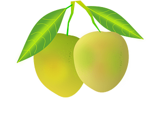 Ripe Mango