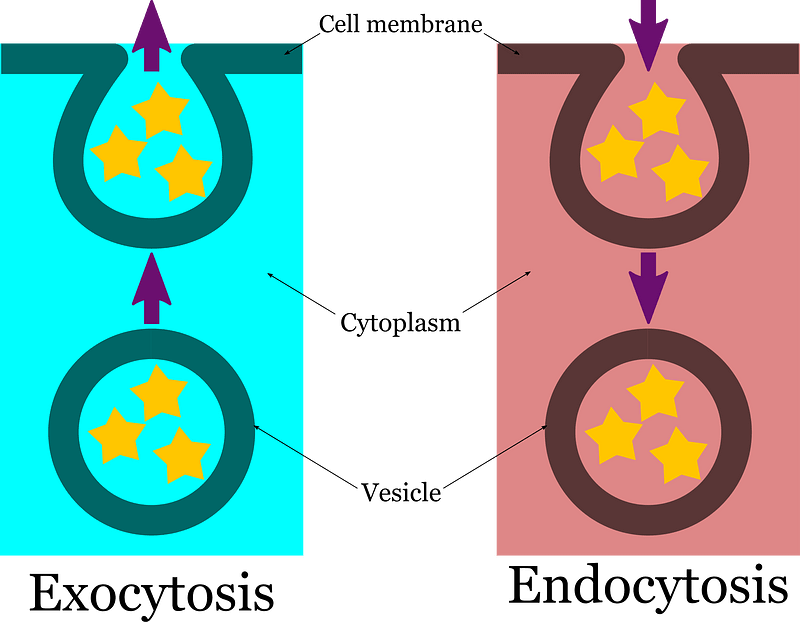Endocytosis Exocytosis