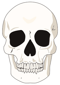 Flat mid detail skull