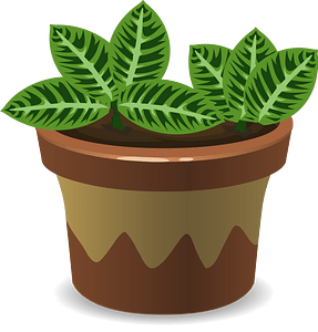 House Plant 2