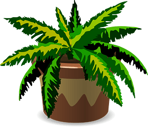 House Plant 1