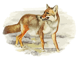 coyote